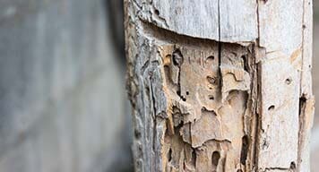 Termite Damage