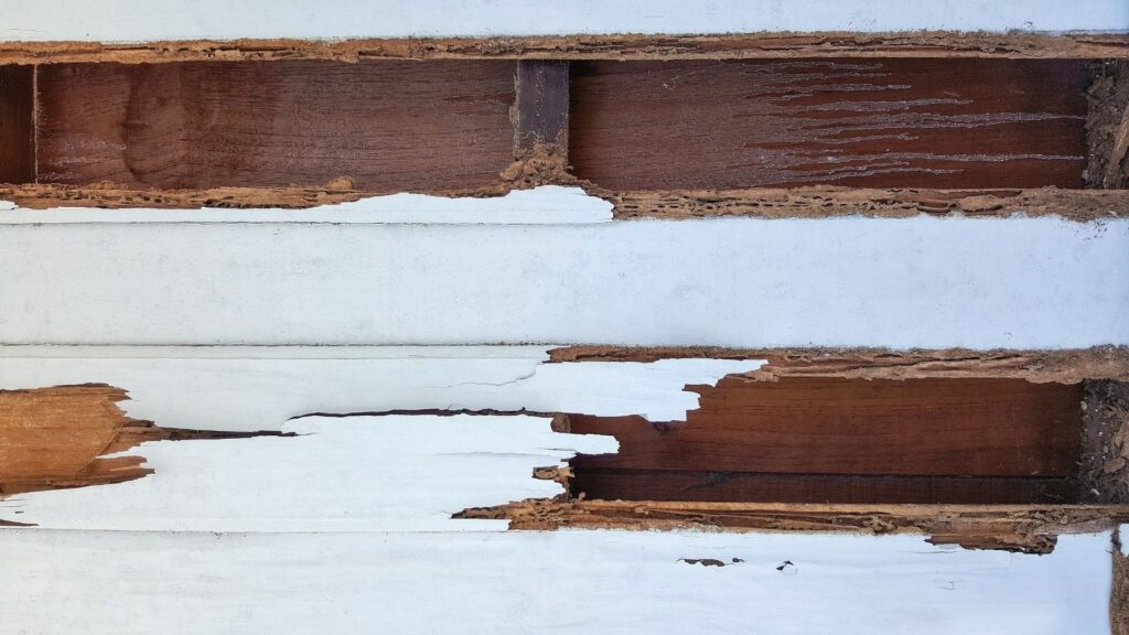 wood peeling/falling apart from termite damage