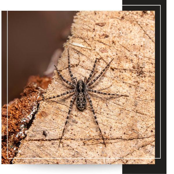 wolf spider