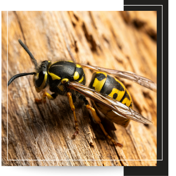 yellow jacket