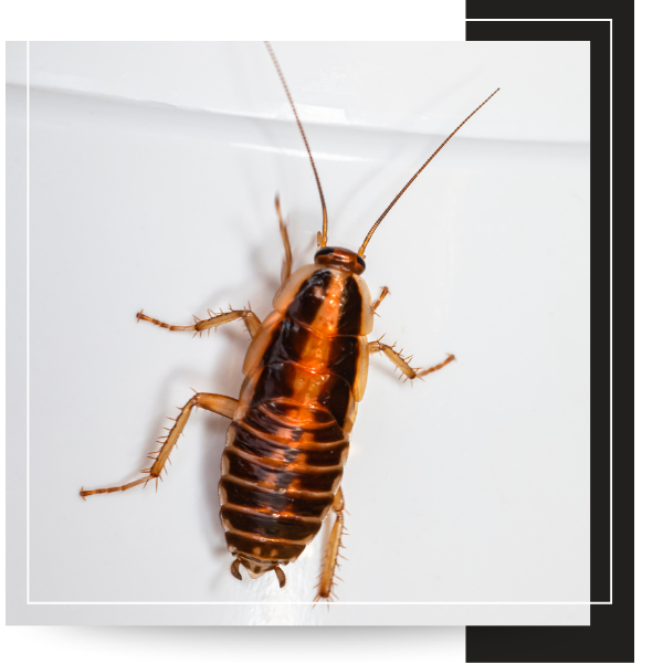 German cockroach